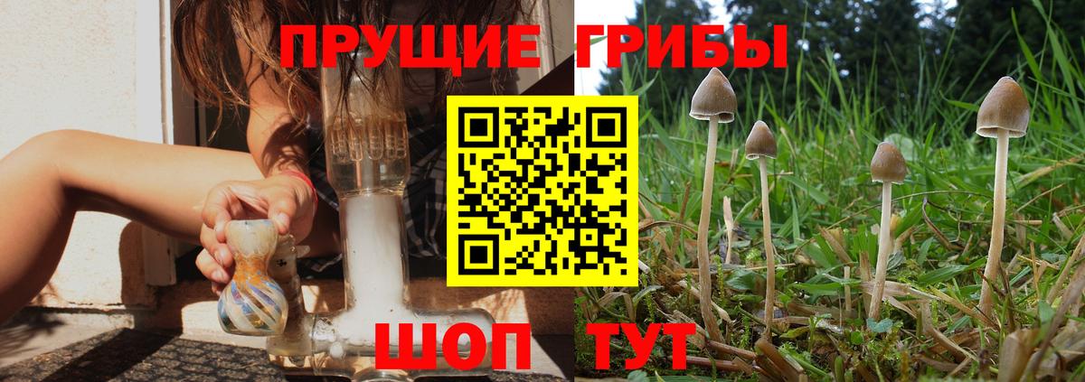 Галлюциногенные грибы Cubensis  Вход с VPN  продажа наркотиков  Галлюциногенные грибы Cubensis  Михайловка 
